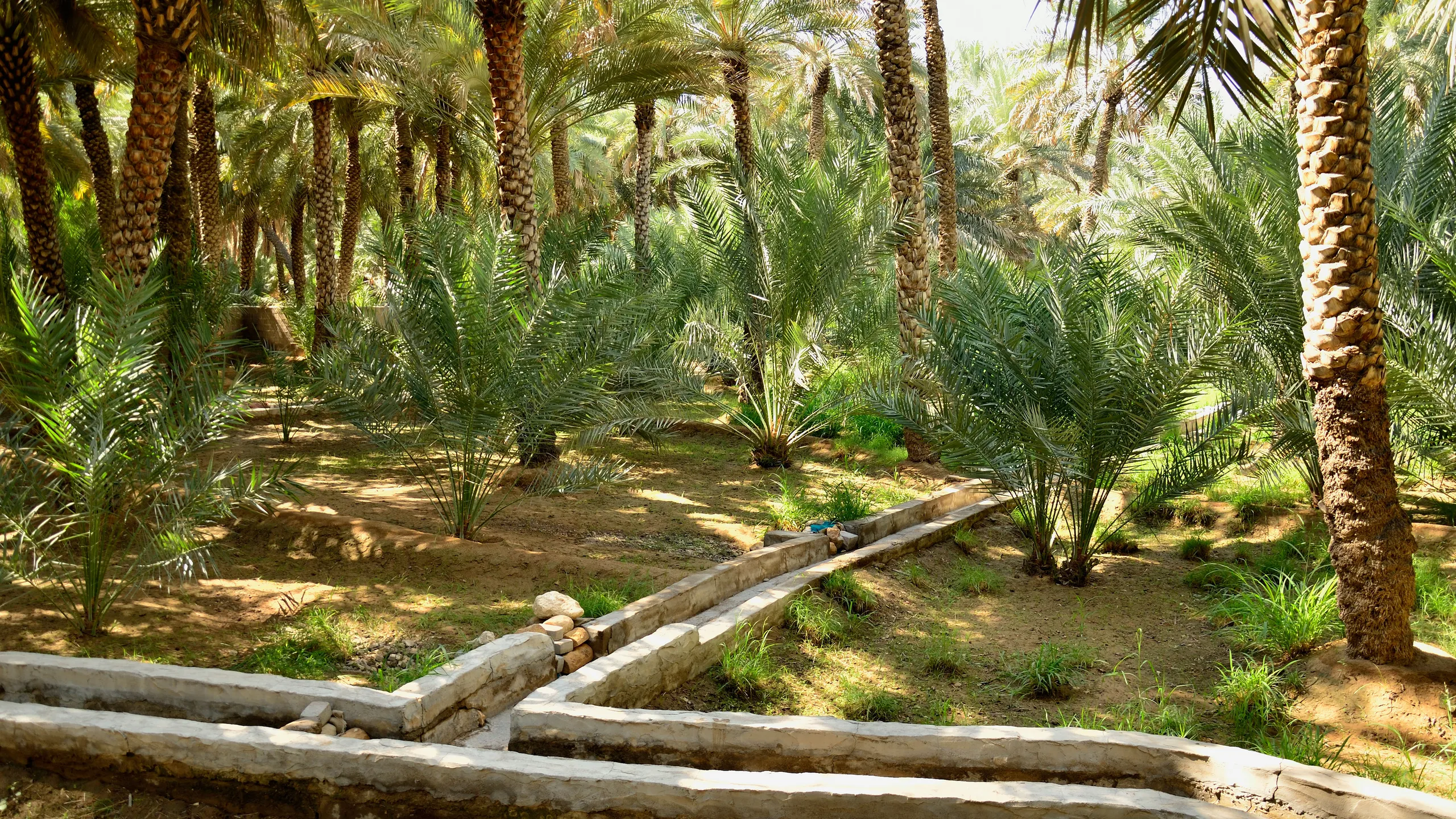 Al Ain Oasis