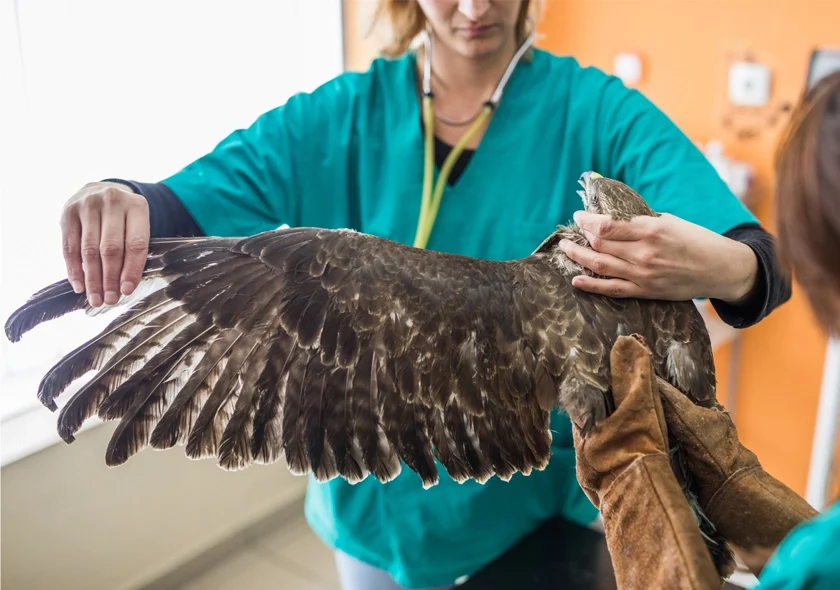 Falcon Hospital Treatment