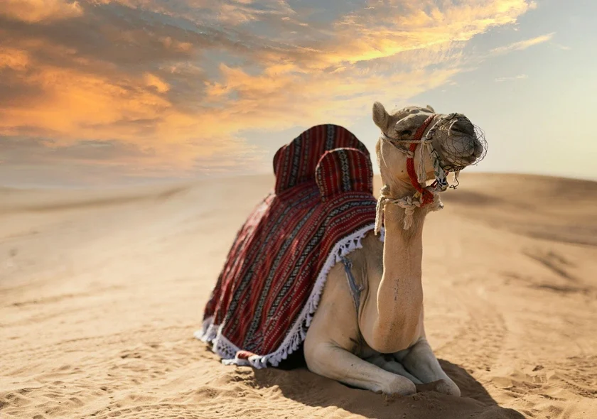 Camel in the Desert