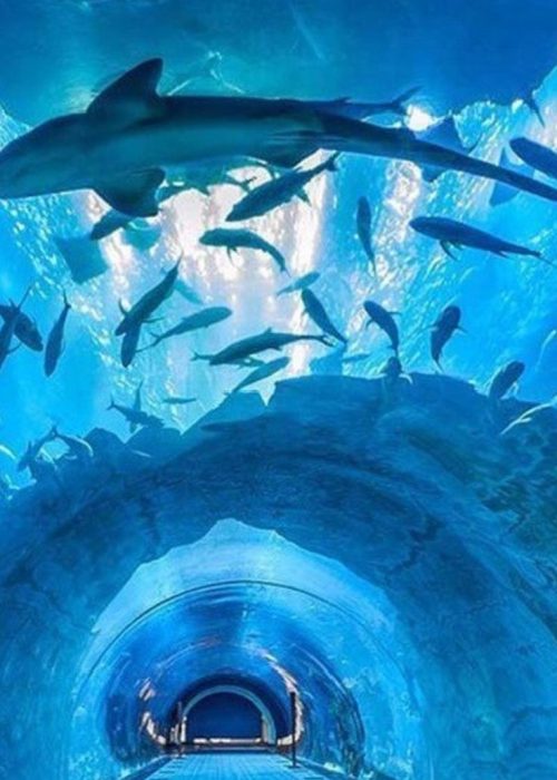 Explore the Underwater Wonders of Dubai Aquarium and Underwater Zoo