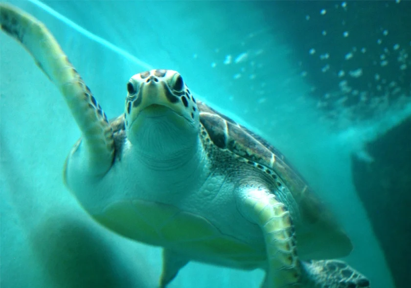 National Aquarium Abu Dhabi-01